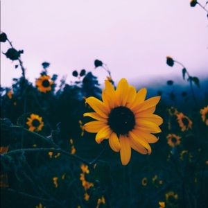 Meet your Posher, Ahin